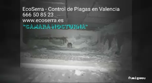 EcoSerra | Control De Plagas en Valencia