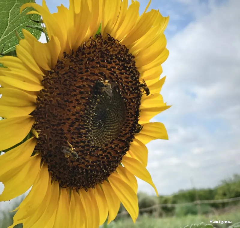 Educación Ambiental, Formación Agraria y Asesoramiento - Biosoluciones Agro