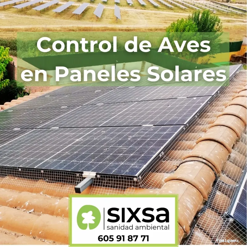 SIXSA-Sanidad Ambiental | Control de Plagas | Fumigaciones | Los auténticos expertos en termitas y carcoma.