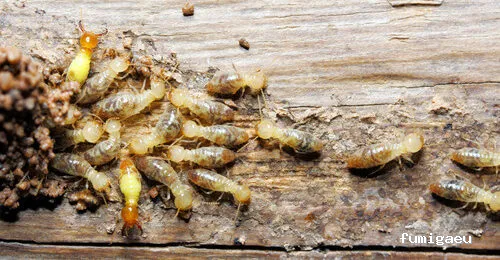 SIXSA-Sanidad Ambiental | Control de Plagas | Fumigaciones | Los auténticos expertos en termitas y carcoma.