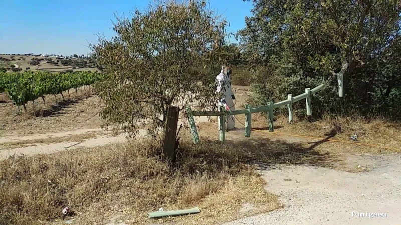 CONTROL DE PLAGAS TALAVERA. DESINFECCIÓN, DESINSECTACIÓN, DESRATIZACIÓN.