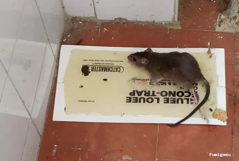 CONTROL DE PLAGAS TALAVERA. DESINFECCIÓN, DESINSECTACIÓN, DESRATIZACIÓN.