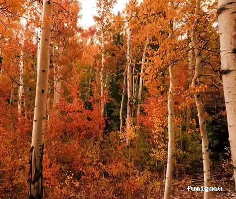 Naturtentudía Servicios SL