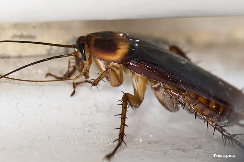 Naturtentudía Servicios SL