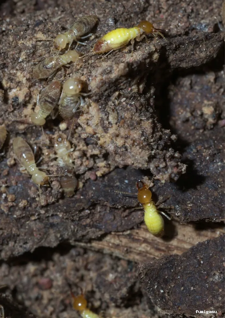 Naturtentudía Servicios SL