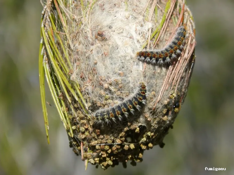 Naturtentudía Servicios SL