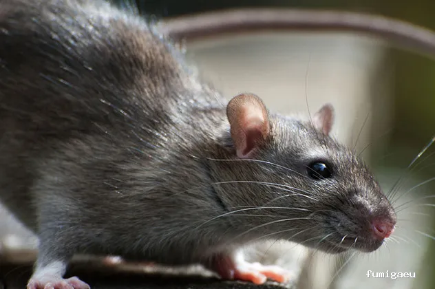 Naturtentudía Servicios SL