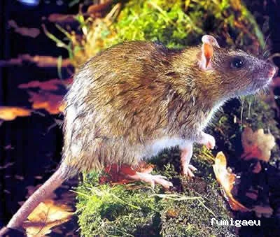 CRISO DESINSECTACIONES FUERTEVENTURA, S.L.U