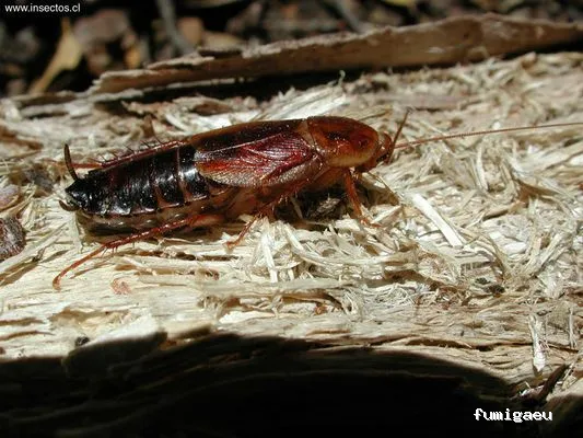 CRISO DESINSECTACIONES FUERTEVENTURA, S.L.U