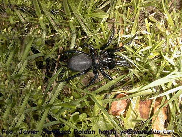 CRISO DESINSECTACIONES FUERTEVENTURA, S.L.U