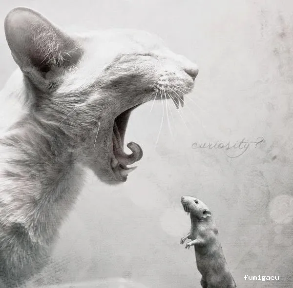 CRISO DESINSECTACIONES FUERTEVENTURA, S.L.U