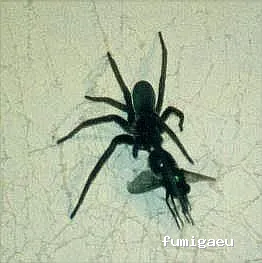 CRISO DESINSECTACIONES FUERTEVENTURA, S.L.U