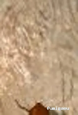 CRISO DESINSECTACIONES FUERTEVENTURA, S.L.U