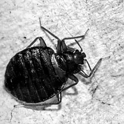 EL EXTERMINADOR DE JEREZ