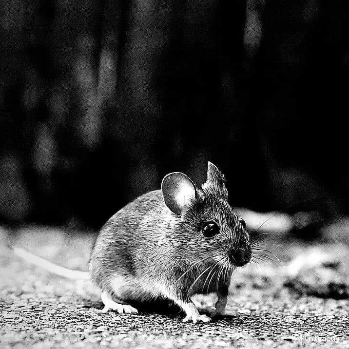 EL EXTERMINADOR DE JEREZ