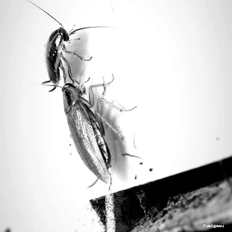 EL EXTERMINADOR DE JEREZ