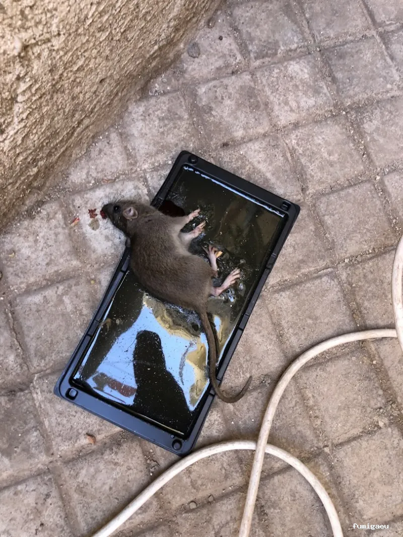 Biocheck Sanidad Ambiental