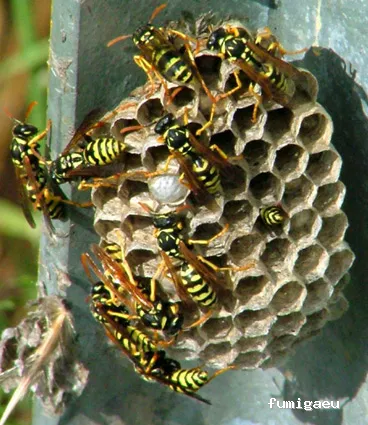 MENOS PLAGAS-MELILLA- Fumigaciones, Limpiezas de aljibes, control de plagas, control de la legionella, certificado DDD.