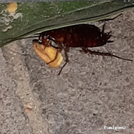 MENOS PLAGAS-MELILLA- Fumigaciones, Limpiezas de aljibes, control de plagas, control de la legionella, certificado DDD.