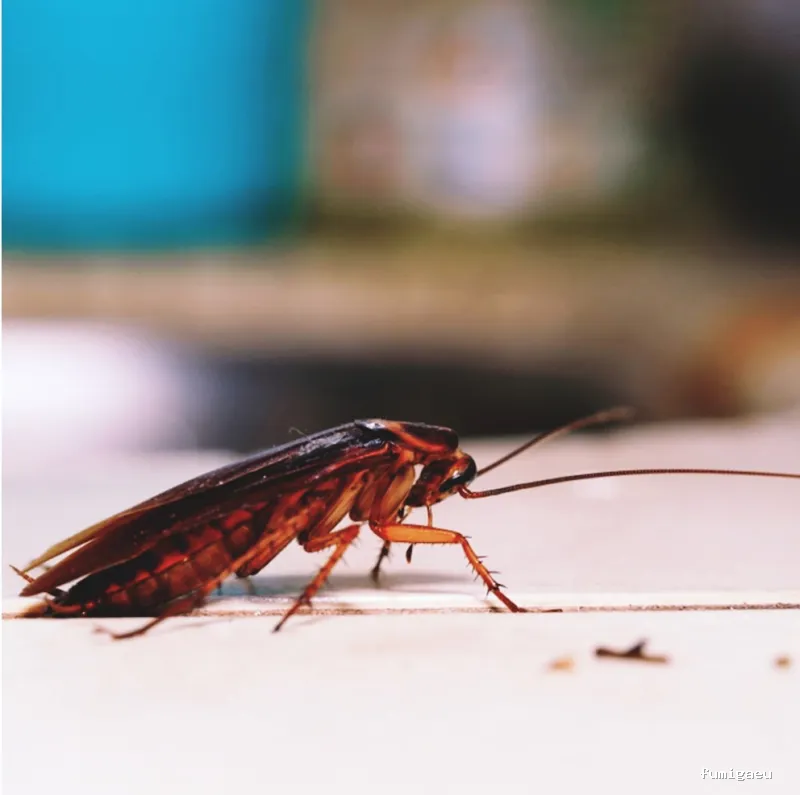 MENOS PLAGAS-MELILLA- Fumigaciones, Limpiezas de aljibes, control de plagas, control de la legionella, certificado DDD.