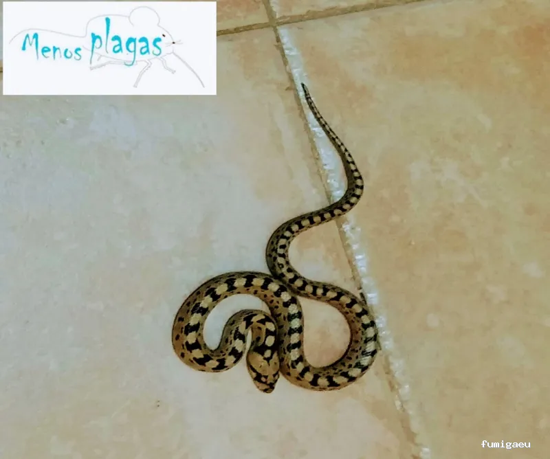 MENOS PLAGAS-MELILLA- Fumigaciones, Limpiezas de aljibes, control de plagas, control de la legionella, certificado DDD.