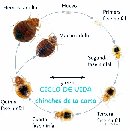 MENOS PLAGAS-MELILLA- Fumigaciones, Limpiezas de aljibes, control de plagas, control de la legionella, certificado DDD.