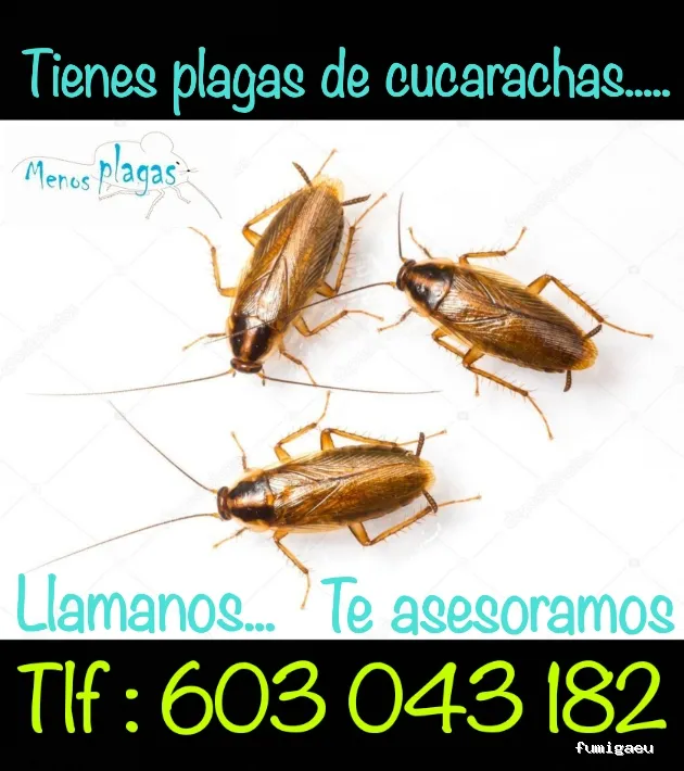 MENOS PLAGAS-MELILLA- Fumigaciones, Limpiezas de aljibes, control de plagas, control de la legionella, certificado DDD.