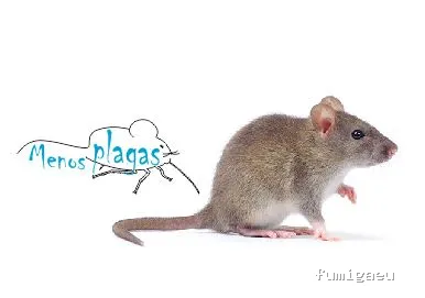 MENOS PLAGAS-MELILLA- Fumigaciones, Limpiezas de aljibes, control de plagas, control de la legionella, certificado DDD.