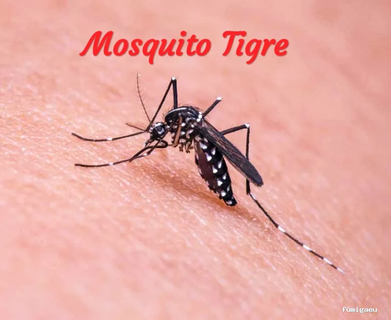 MENOS PLAGAS-MELILLA- Fumigaciones, Limpiezas de aljibes, control de plagas, control de la legionella, certificado DDD.