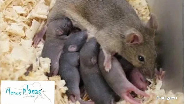 MENOS PLAGAS-MELILLA- Fumigaciones, Limpiezas de aljibes, control de plagas, control de la legionella, certificado DDD.