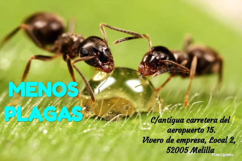 MENOS PLAGAS-MELILLA- Fumigaciones, Limpiezas de aljibes, control de plagas, control de la legionella, certificado DDD.