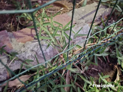 KTC Compañía de Tratamientos y Control de Plagas