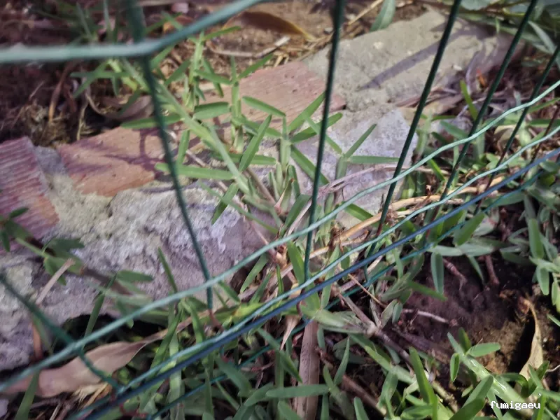 KTC Compañía de Tratamientos y Control de Plagas