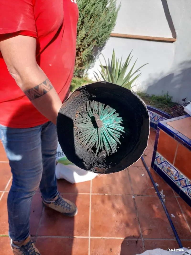 QKSur - Control de plagas