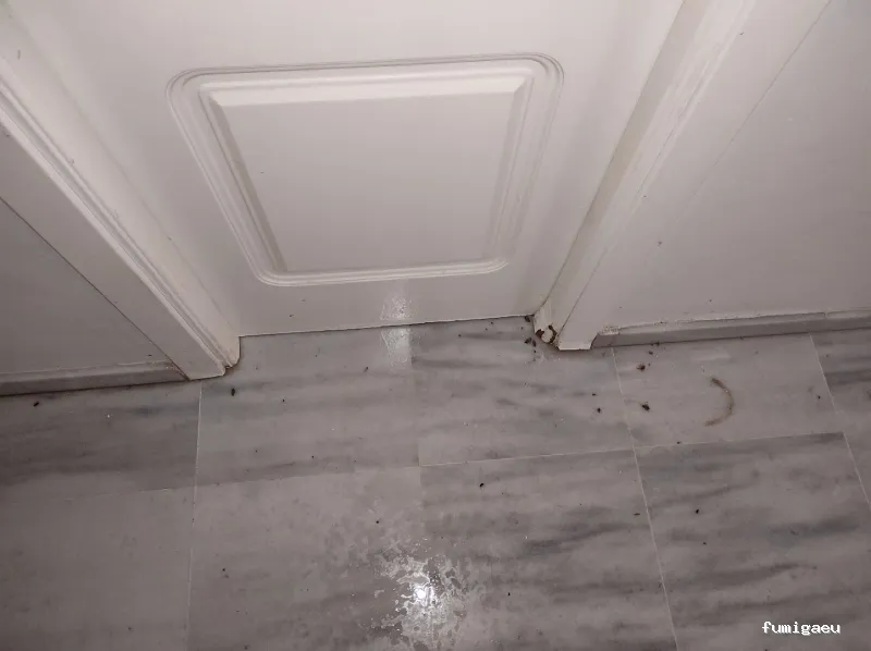 MG Mantenimientos Desatascos y Control de Plagas, S.L.