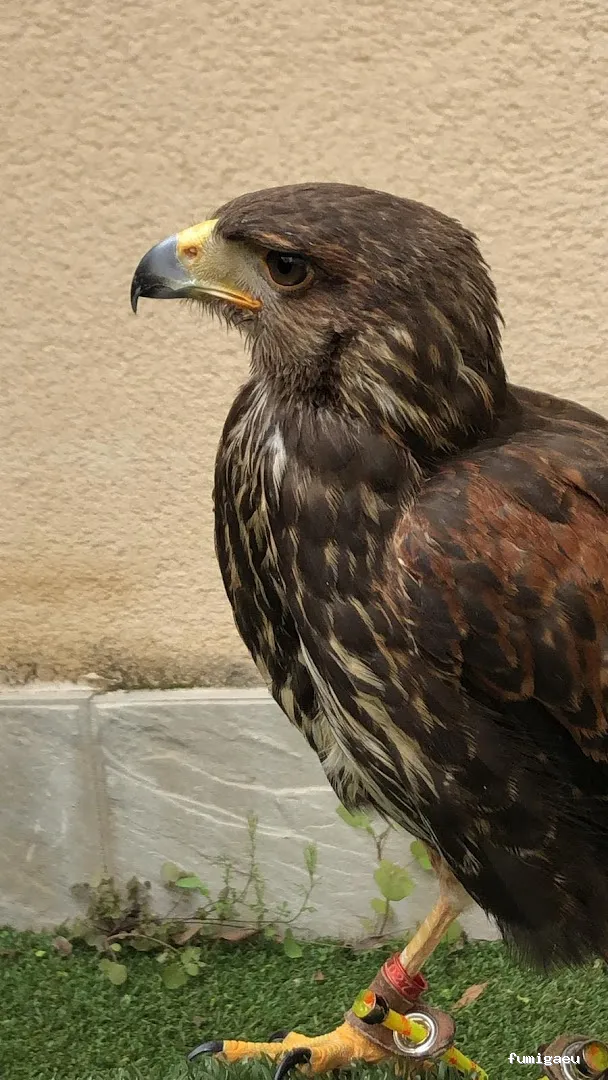 Grupo Gaxa 2013 S.L.