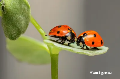 SOLPROEX (Soluciones Profesionales Extremeñas 2020, S.L.)