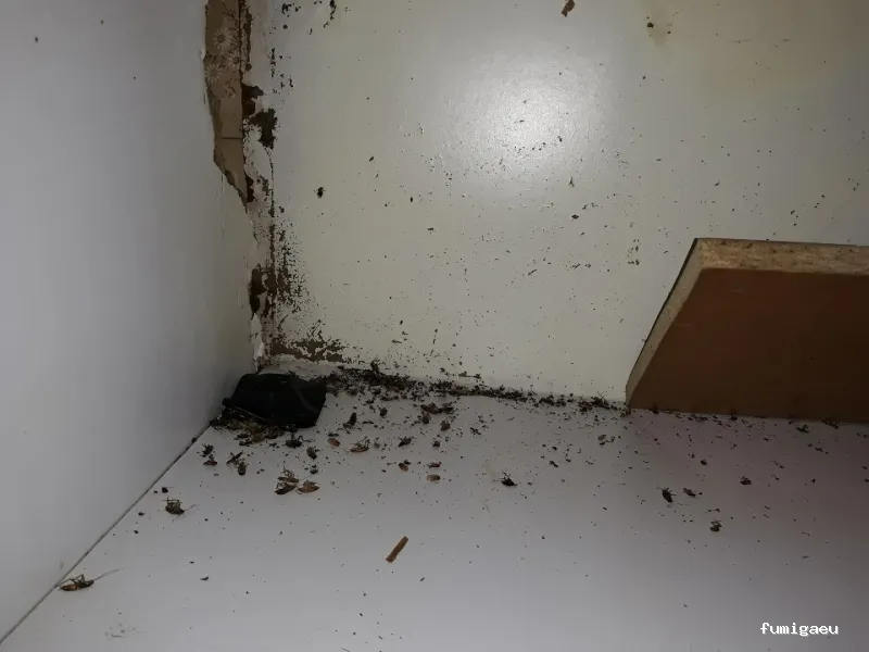 Control de Plagas Ambiente Limpio