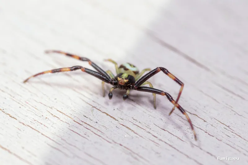 Plagaland -Control de Plagas Andalucía -