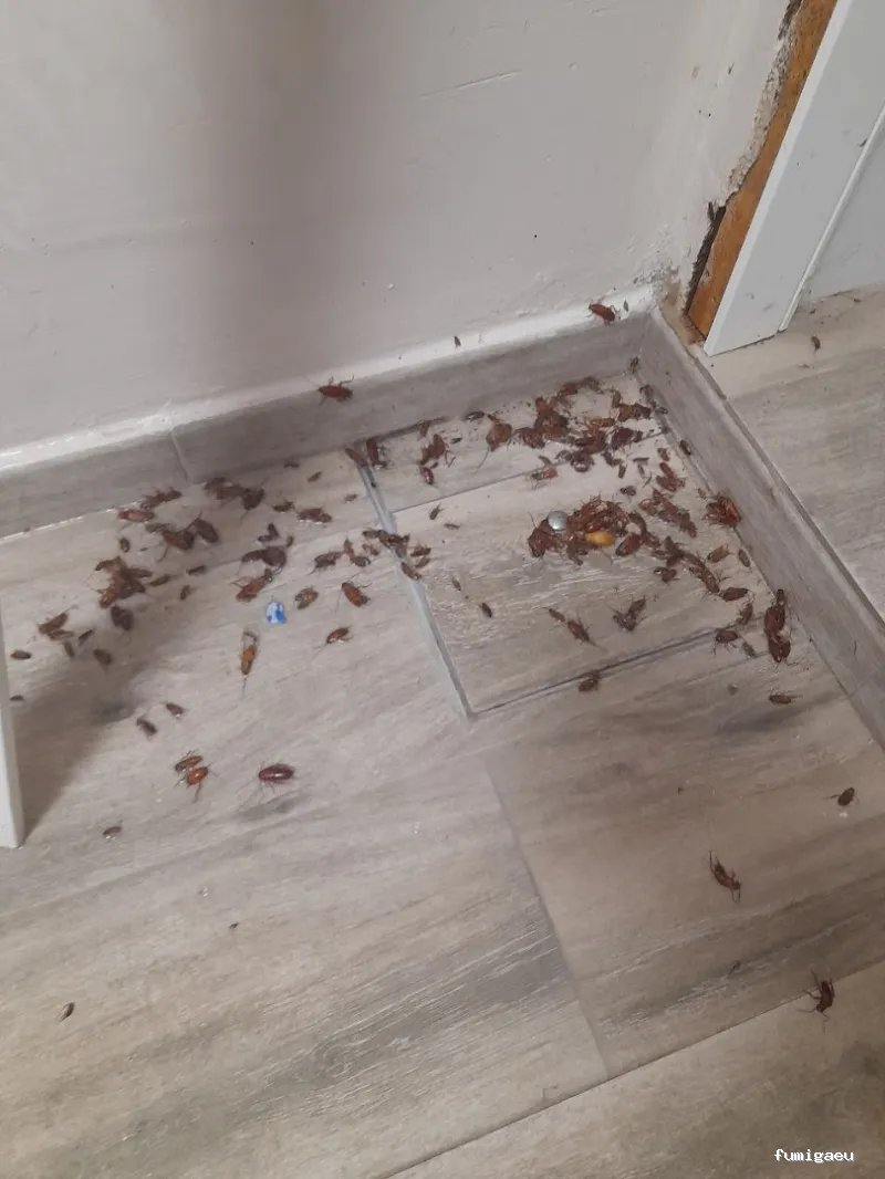 Plagaland -Control de Plagas Andalucía -