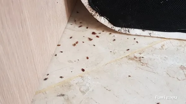 Plagaland -Control de Plagas Andalucía -