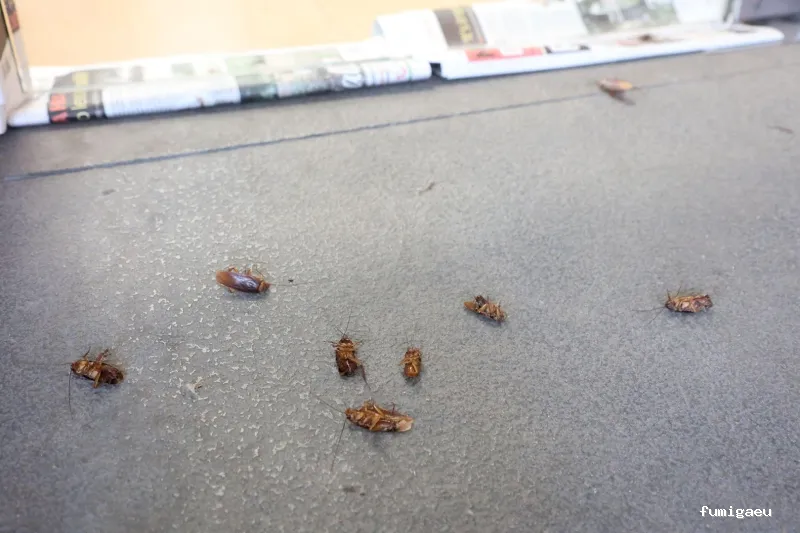 Plagaland -Control de Plagas Andalucía -