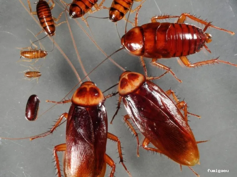 Control de Plagas JP