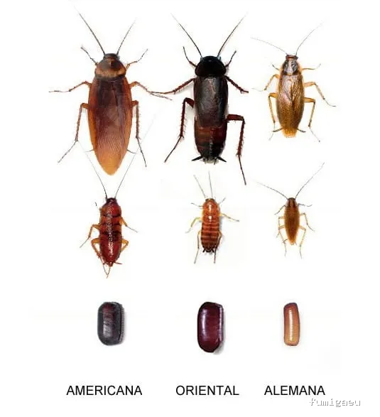 Control de Plagas JP