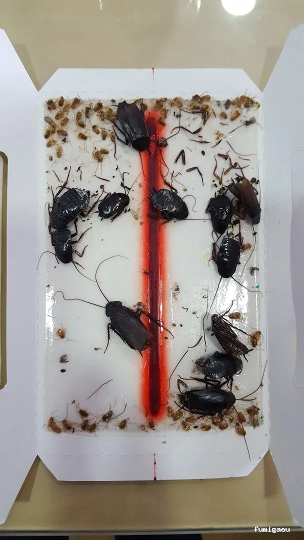 Bichos Control De Plagas