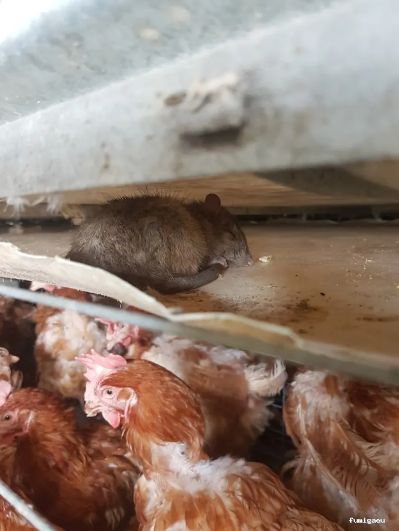 Bichos Control De Plagas