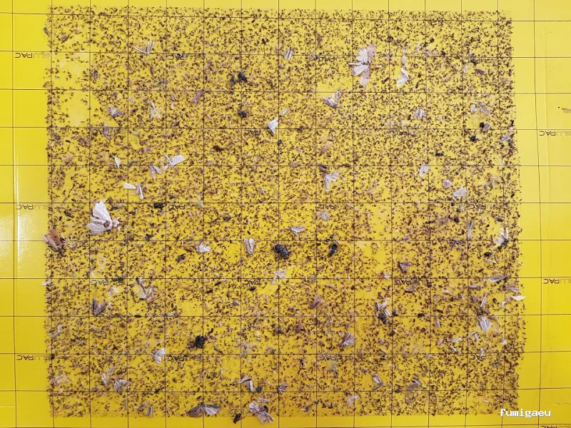 Bichos Control De Plagas