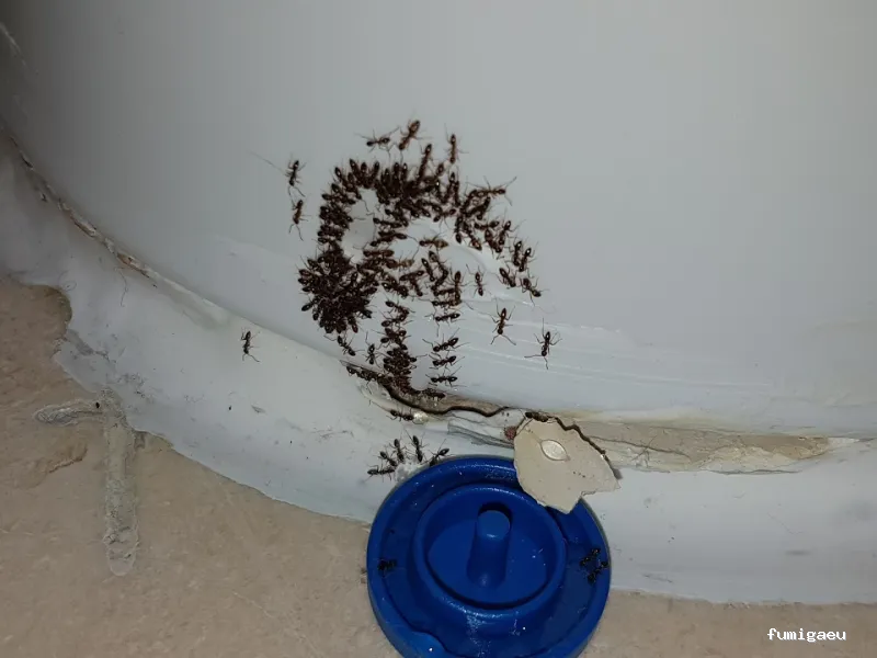 Bichos Control De Plagas