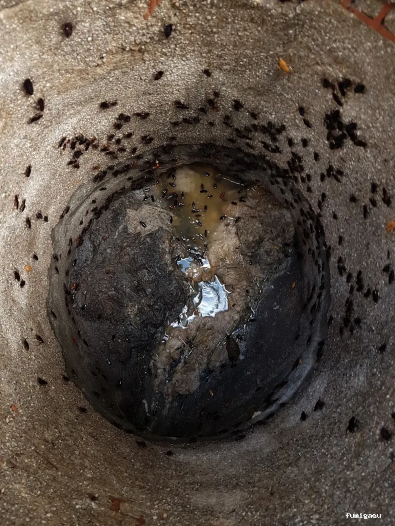 Bichos Control De Plagas