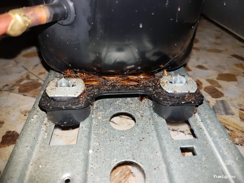 Bichos Control De Plagas